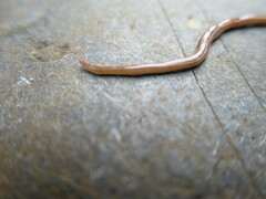 Caenoplana