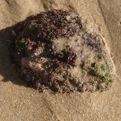Haliotis midae