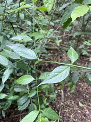 Chiococca alba
