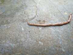 Caenoplana