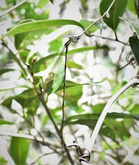 Mecistogaster modesta