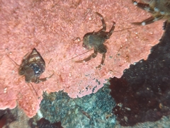 Pagurus hirsutiusculus