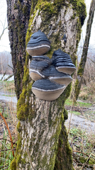 Phellinus tremulae