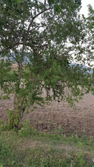 Cestrum nitidum