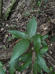 Nectandra turbacensis