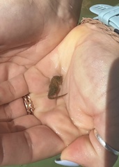 Hippocampus zosterae