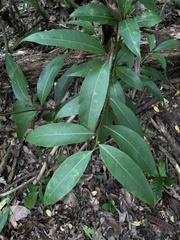 Nectandra turbacensis