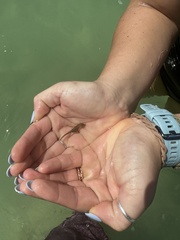 Hippocampus zosterae