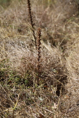 Orobanche minor