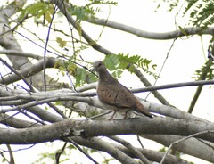 Columbina talpacoti
