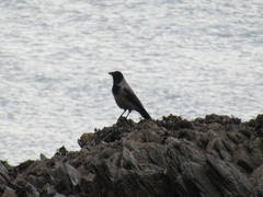 Corvus cornix