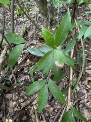 Nectandra turbacensis