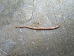 Caenoplana