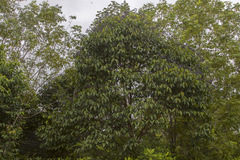 Miconia kappleri