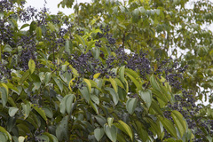 Miconia kappleri