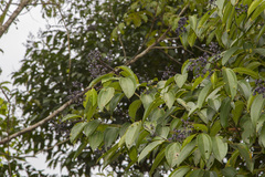 Miconia kappleri