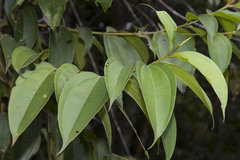 Miconia kappleri