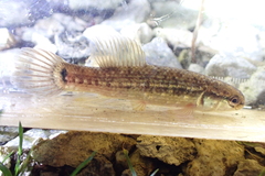 Umbra pygmaea