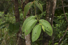Miconia kappleri