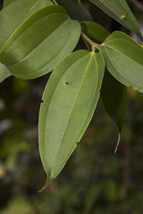 Miconia kappleri