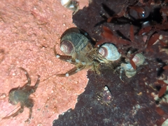 Pagurus hirsutiusculus