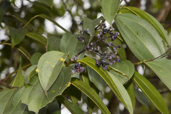 Miconia kappleri