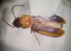 Stenolophus
