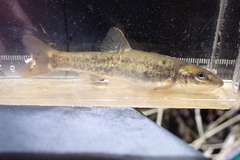 Rhinichthys cataractae