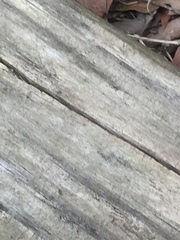 Brachyponera chinensis