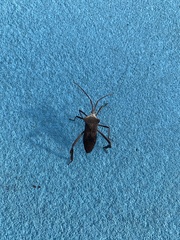 Acanthocephala declivis