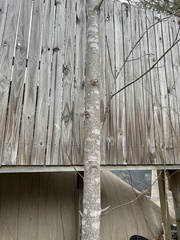 Liriodendron tulipifera