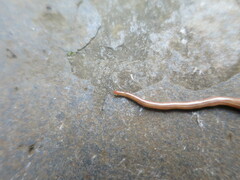 Caenoplana