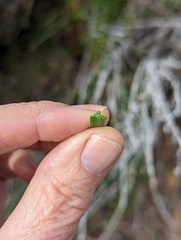 Dipterostemon capitatus capitatus