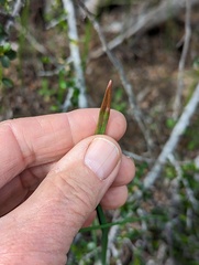 Dipterostemon capitatus capitatus