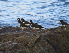 Haematopus ostralegus