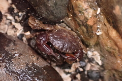 Lophopanopeus bellus