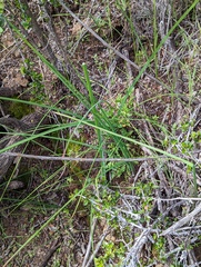 Dipterostemon capitatus capitatus