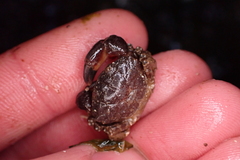 Lophopanopeus bellus