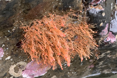 Ectopleura