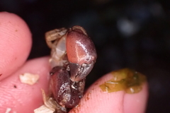 Lophopanopeus bellus