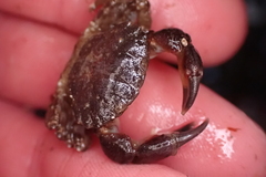 Lophopanopeus bellus