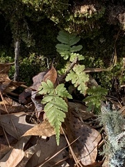 Dryopteris erythrosora