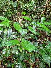 Sarcomphalus cinnamomum