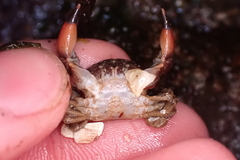 Lophopanopeus bellus