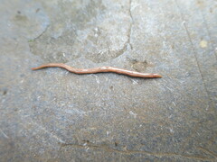 Caenoplana