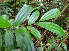 Sarcomphalus cinnamomum