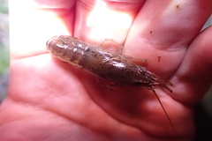 Procambarus acutus