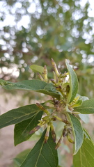 Cestrum nitidum