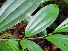 Sarcomphalus cinnamomum