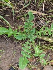 Centaurea melitensis
